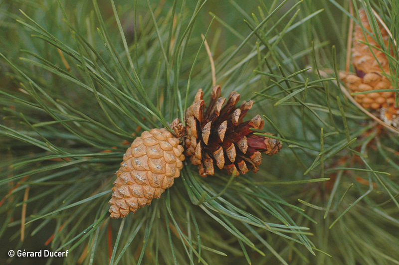 Pin sylvestre - Bourgeon frais bio - Herbiolys Laboratoire